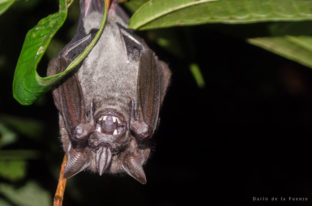 Dark Fruit-eating Bat