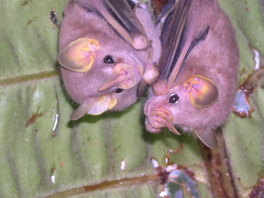 MacConnell’s Bat