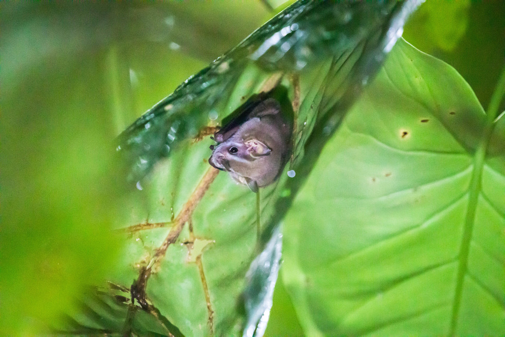 Northern Little Yellow-eared Bat