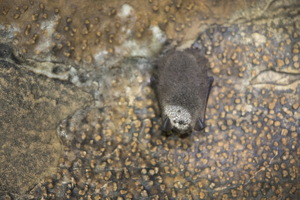 Brandt’s Myotis