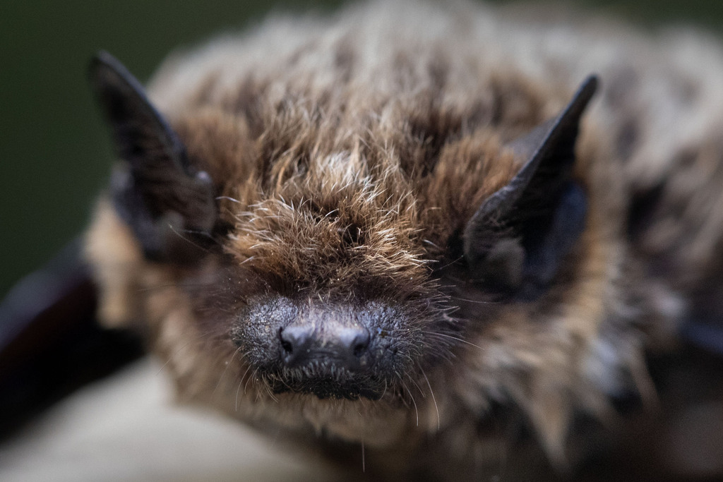 Savi’s Pipistrelle