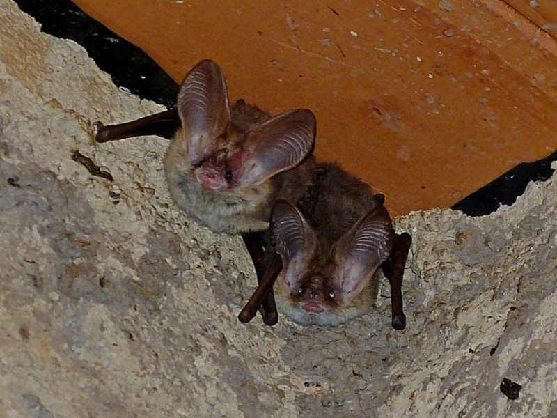 Lesser Long-eared Bat
