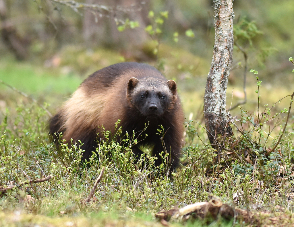 Wolverine