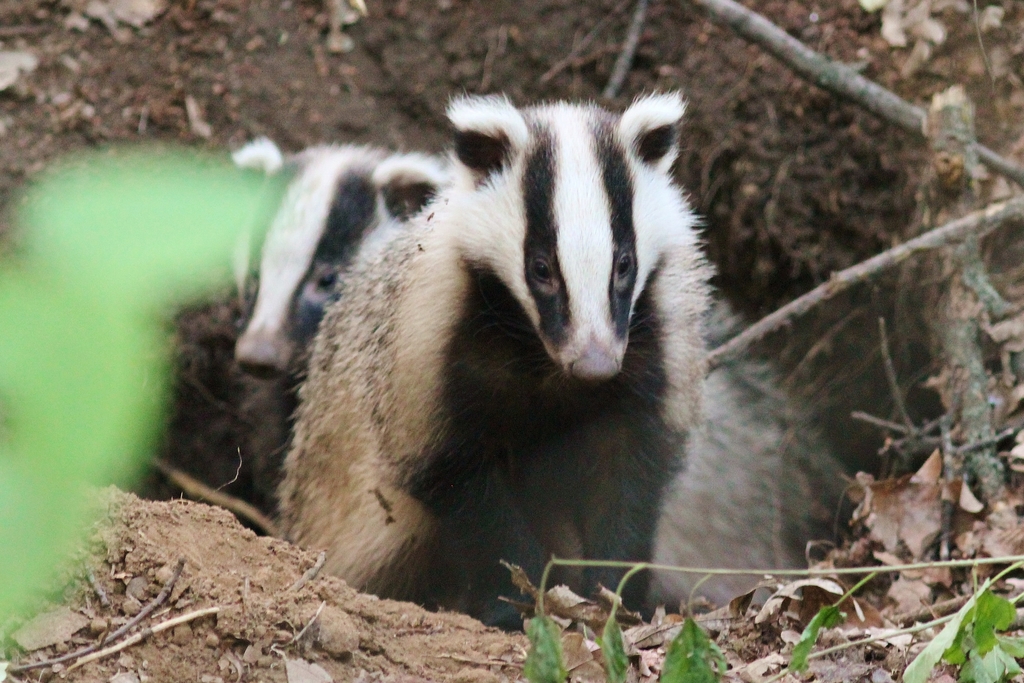 Asian Badger