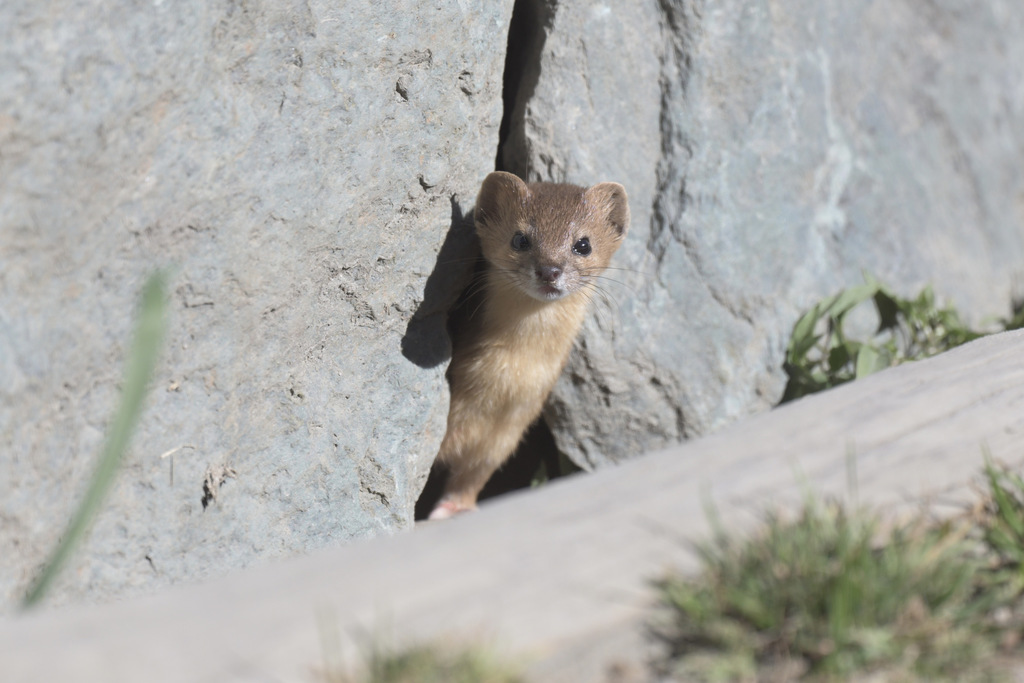 Altai Mountain Weasel