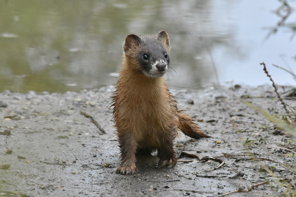 Siberian Weasel