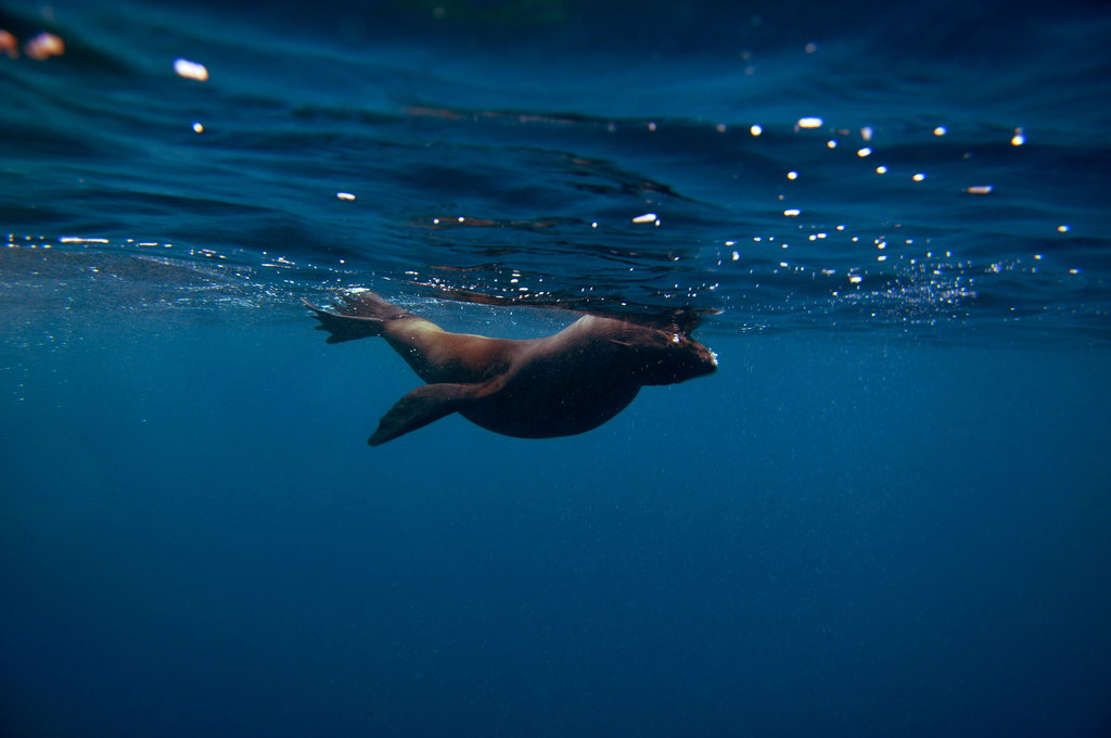 Juan Fernandez Fur Seal