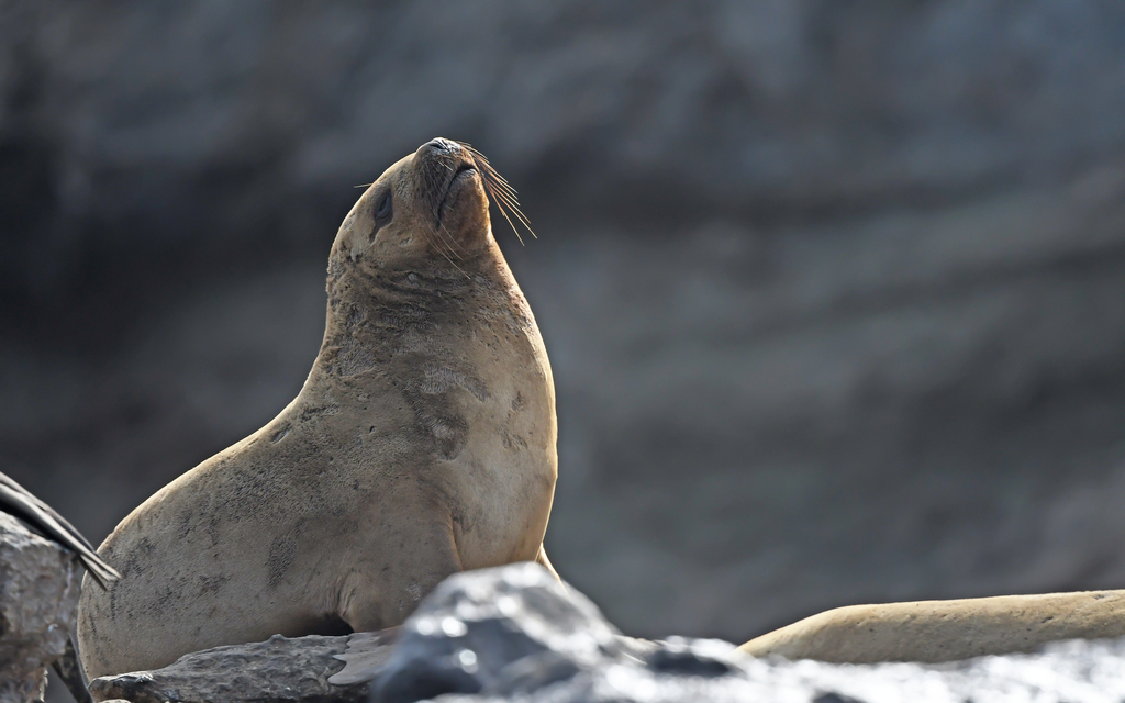 South American Sea Lion