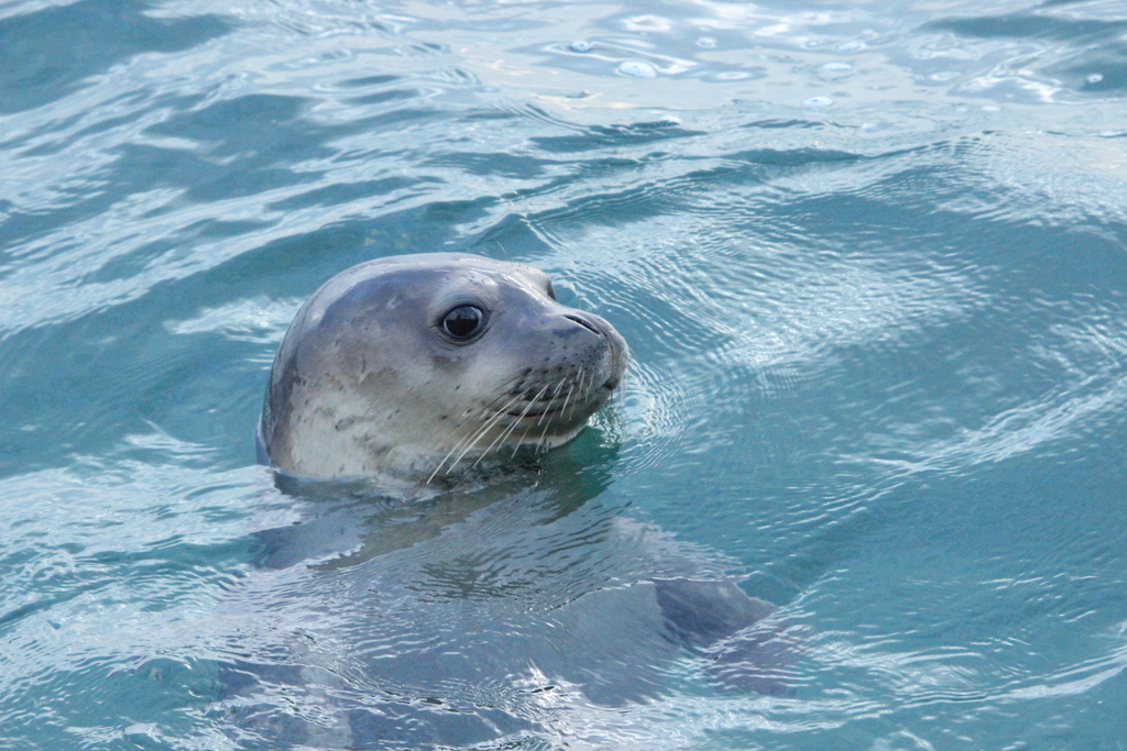 Mediterranean Monk Seal