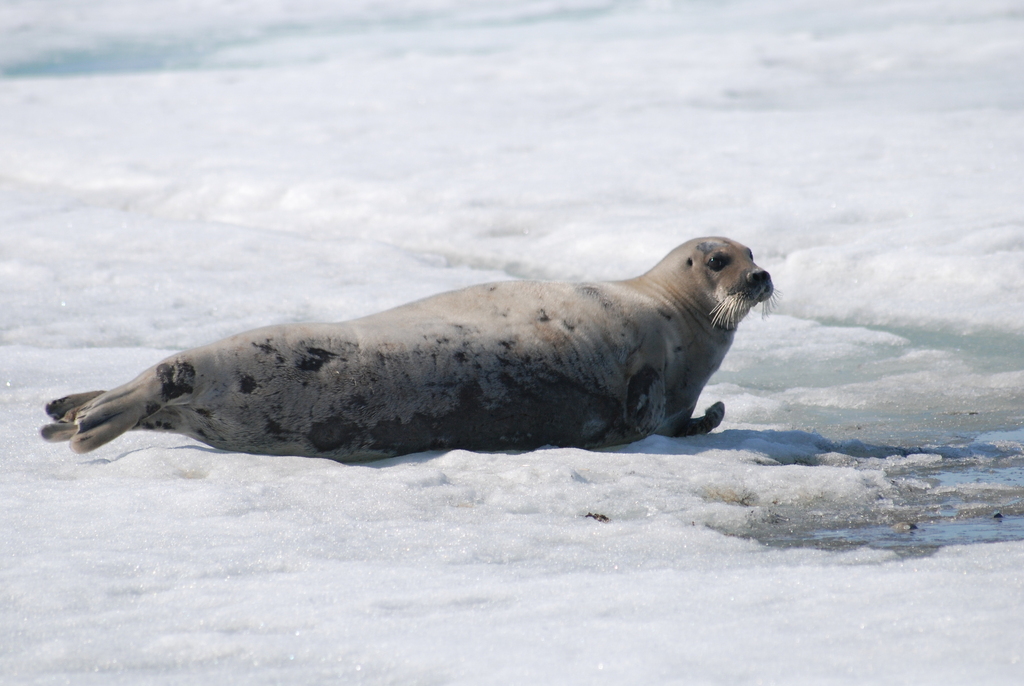 Bearded Seal