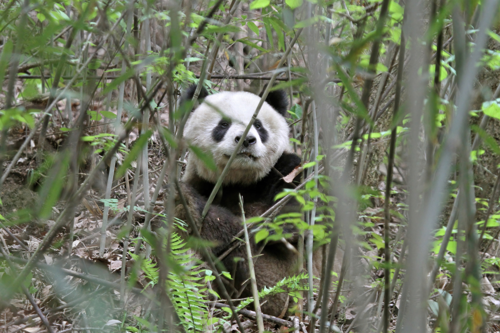 Giant Panda