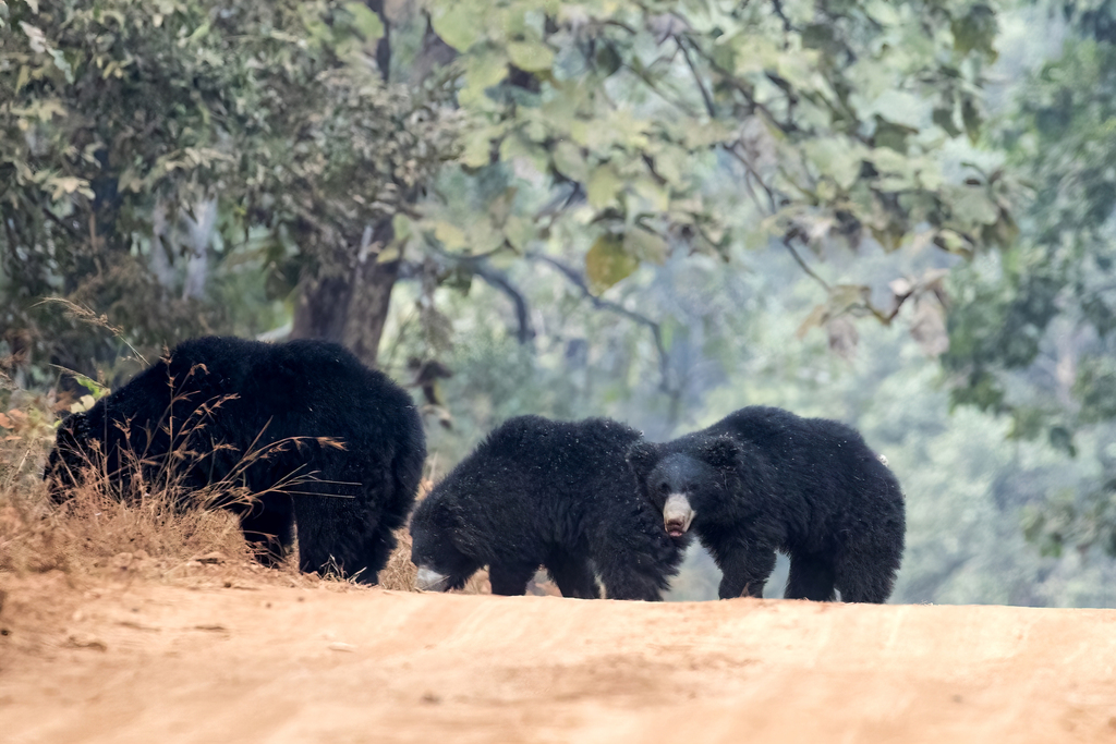 Sloth Bear