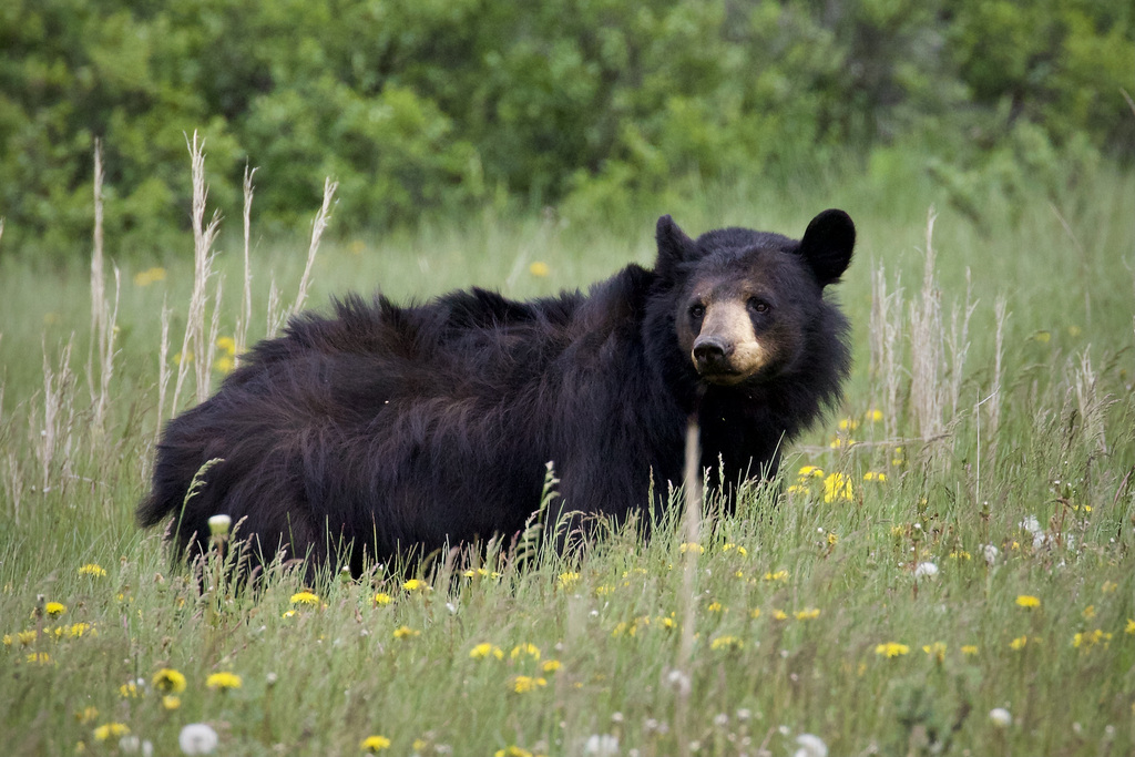 American Black Bear