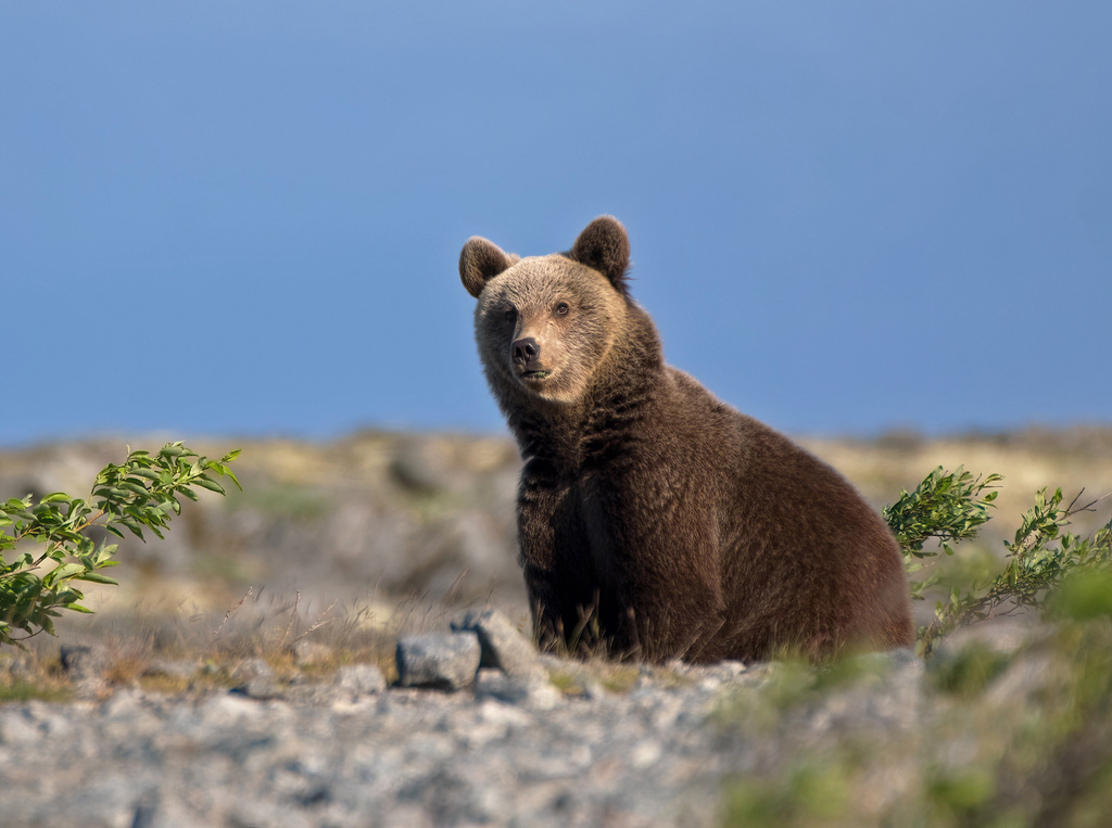 Brown Bear