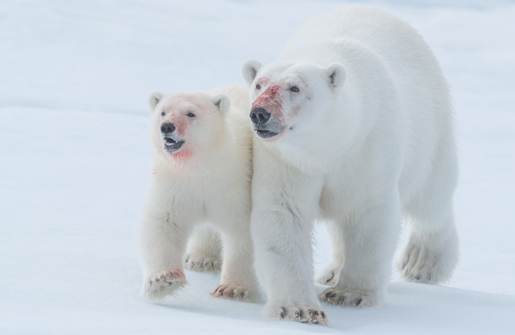 Polar Bear