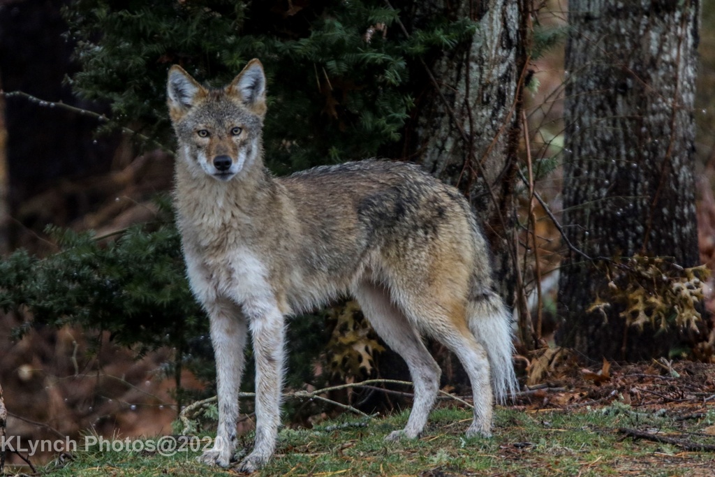 Coyote
