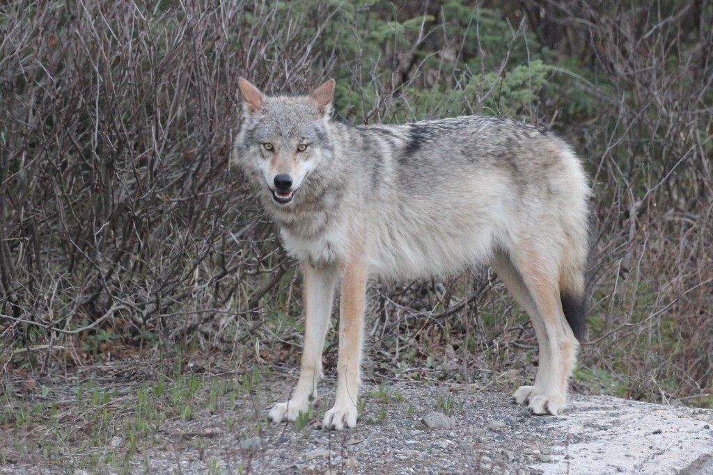 Gray Wolf