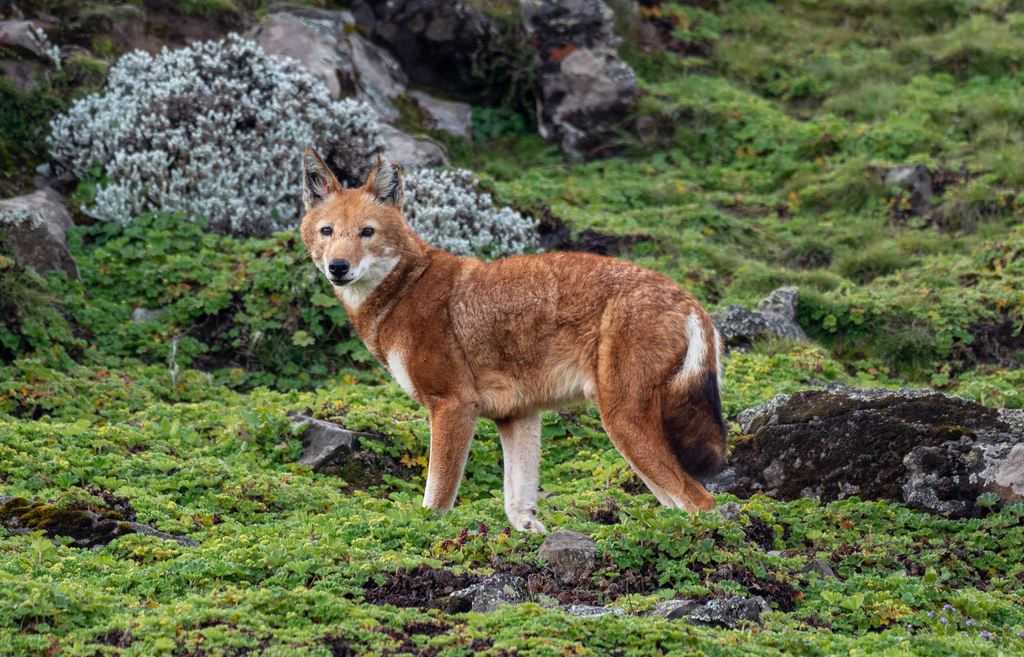 Ethiopian Wolf