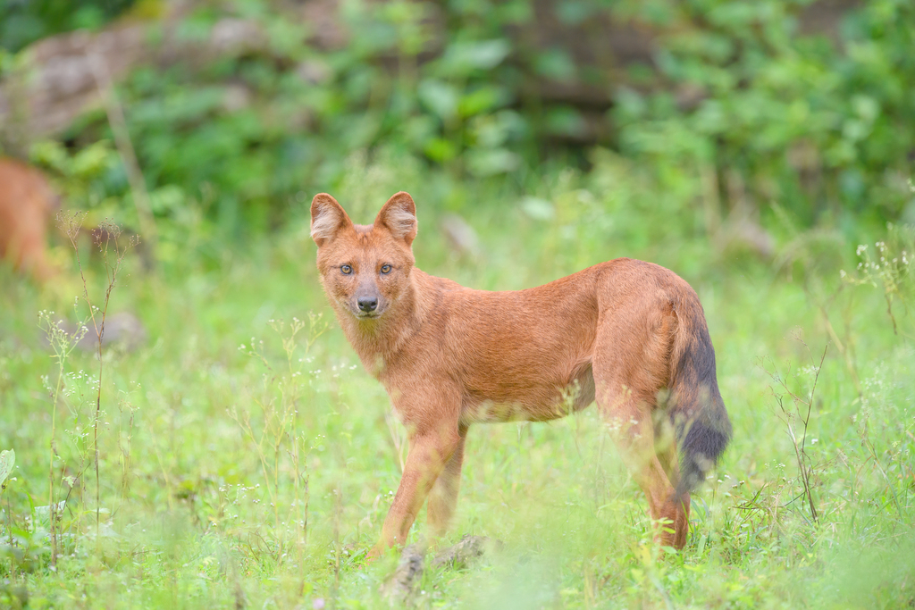 Dhole