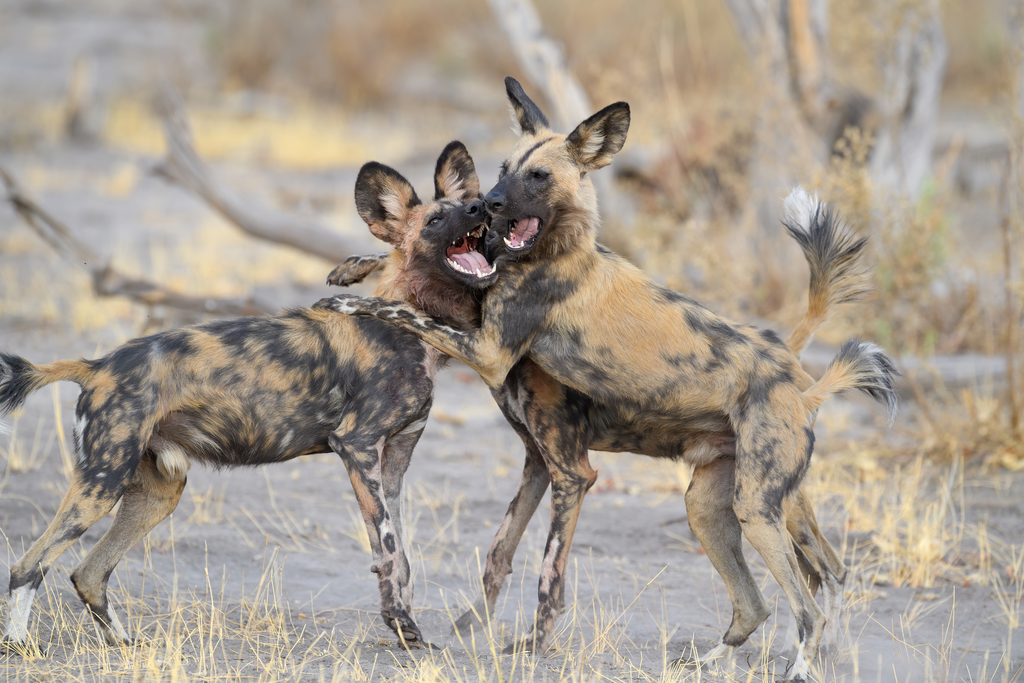 African Wild Dog