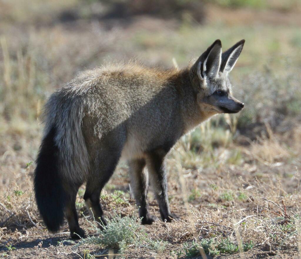 Bat-eared Fox