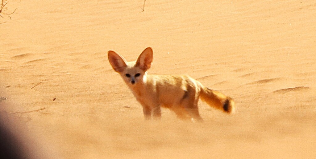 Fennec Fox