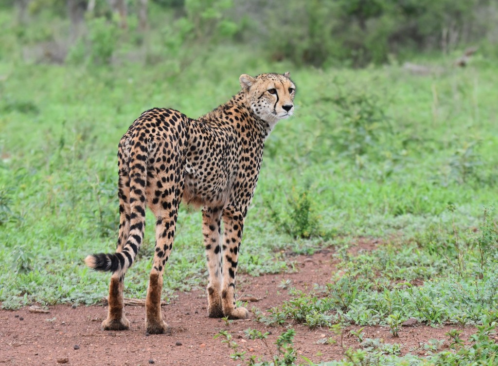 Cheetah