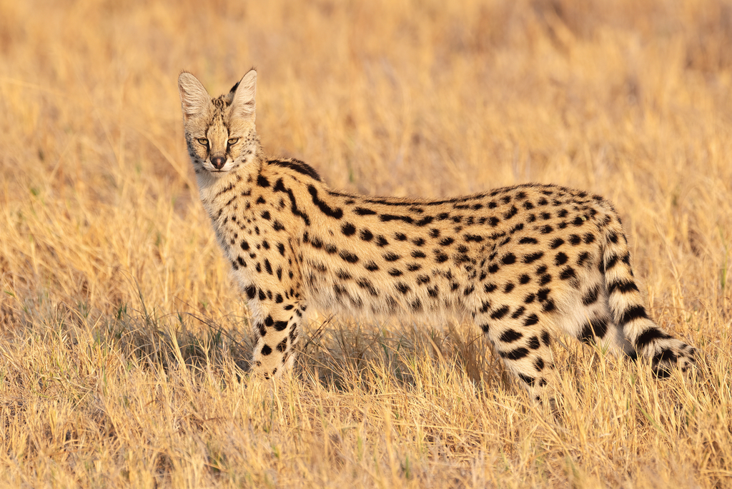 Serval