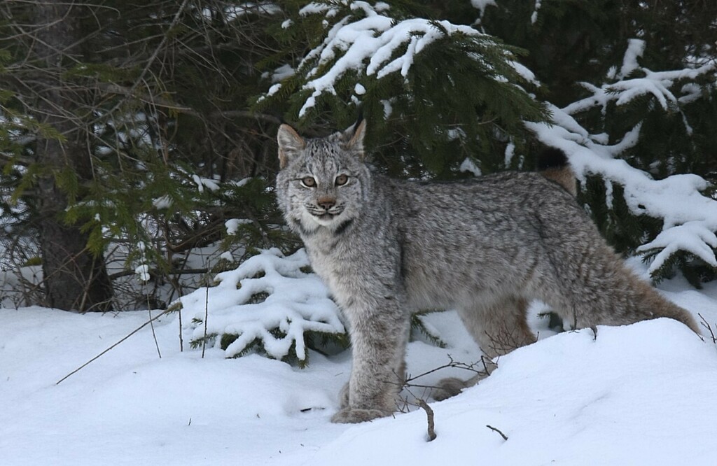 Canadian Lynx