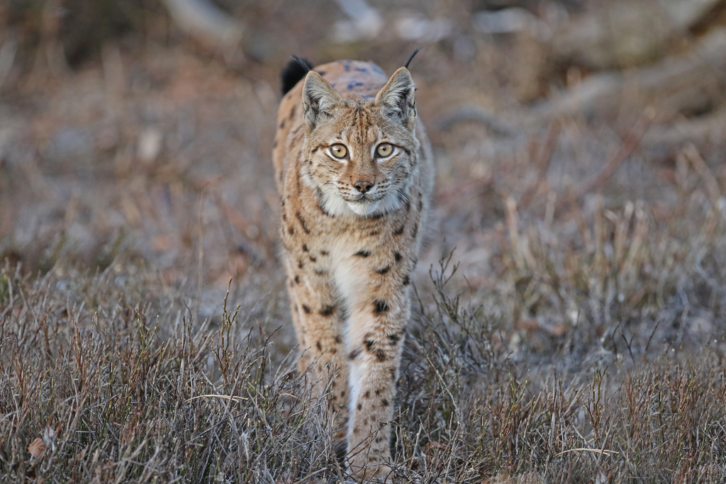 Eurasian Lynx