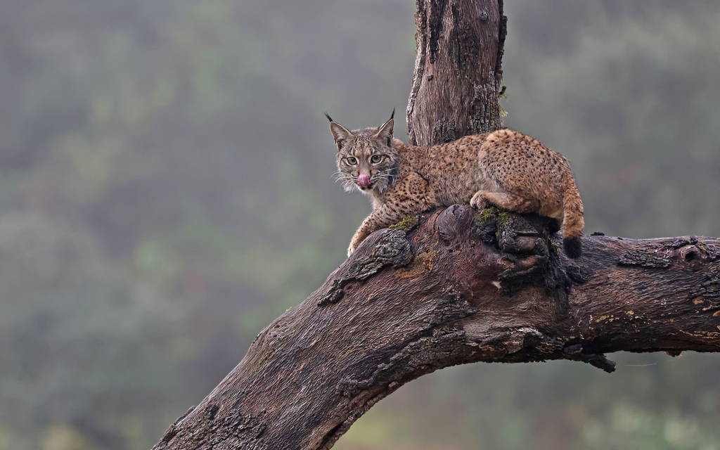 Iberian Lynx