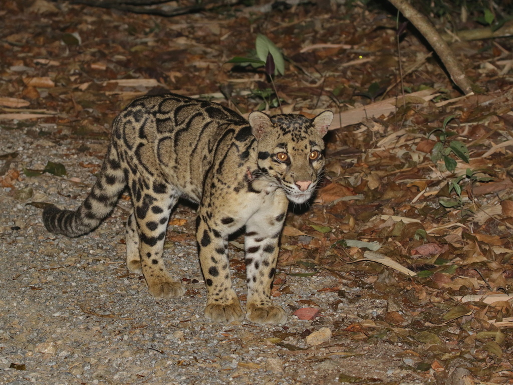 Mainland Clouded Leopard