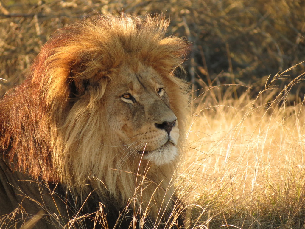 Lion