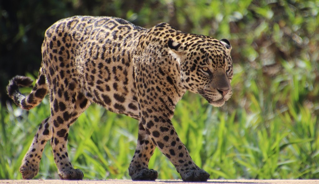 Jaguar