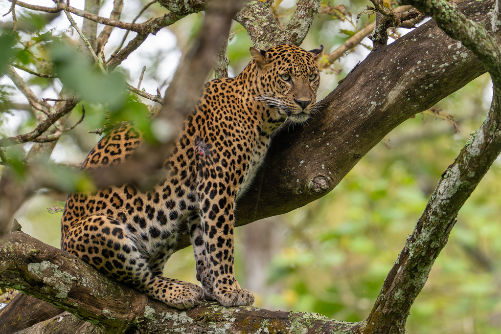 Leopard