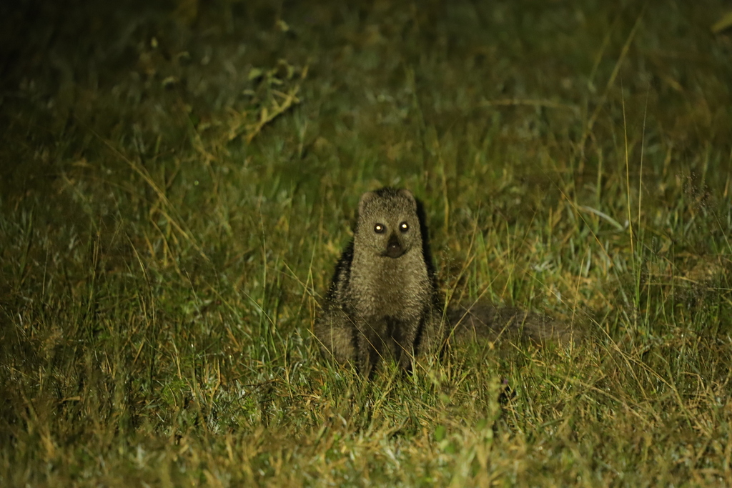 White-tailed Mongoose
