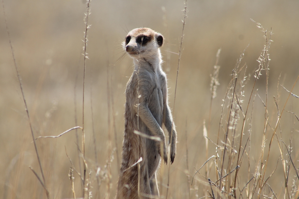 Meerkat