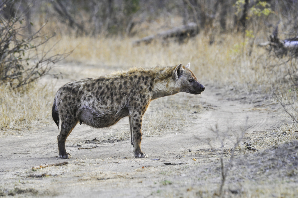 Spotted Hyena