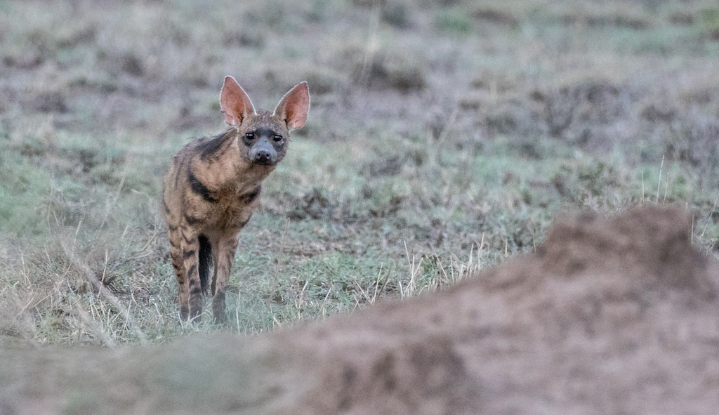 Eastern Aardwolf