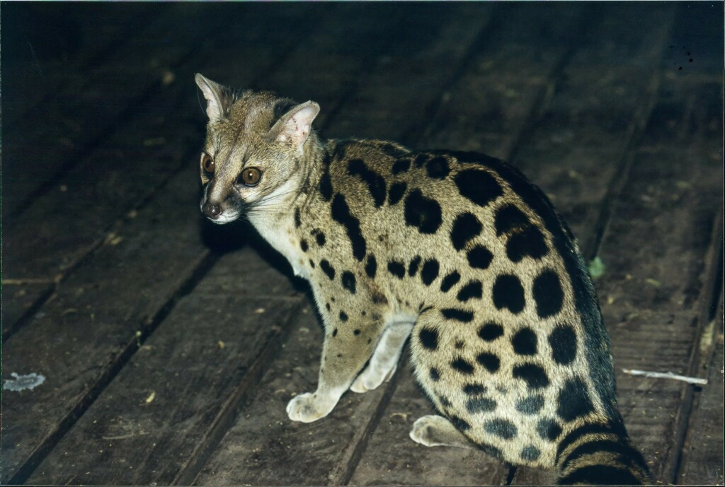 Rusty-spotted Genet