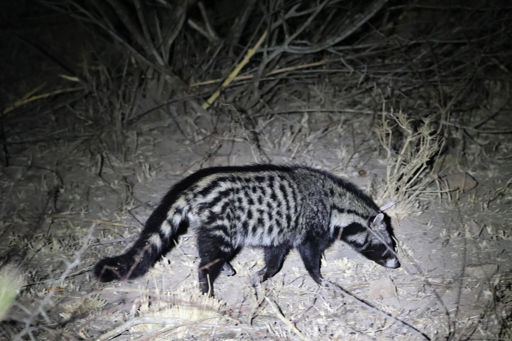African Civet