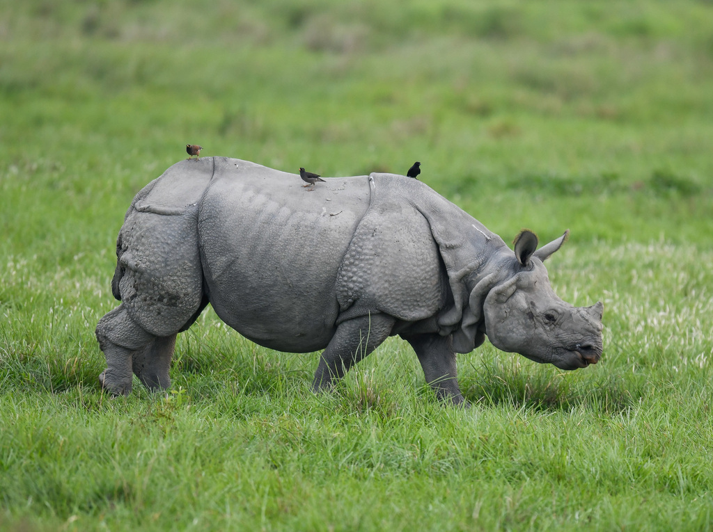 Greater One-horned Rhinoceros