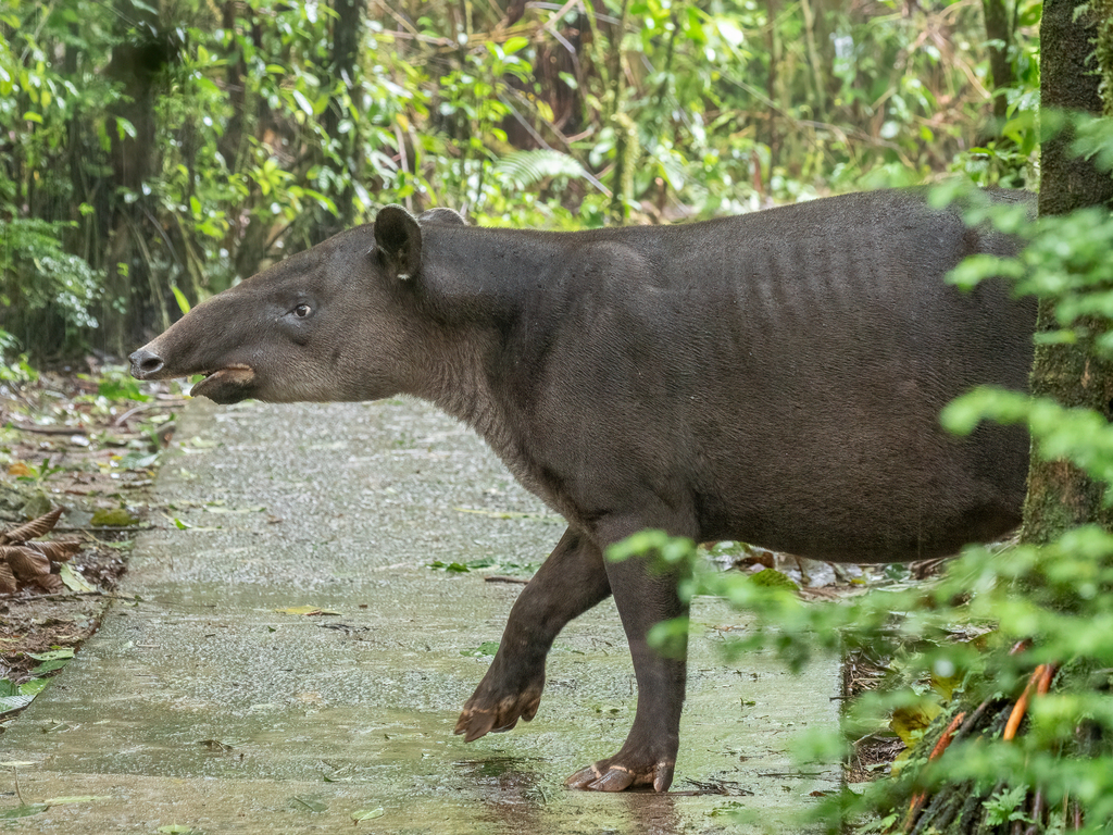 Central American Tapir