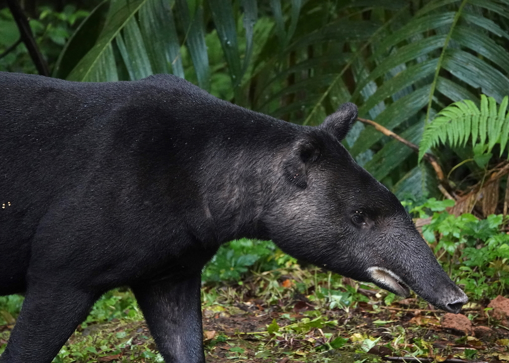 Mountain Tapir