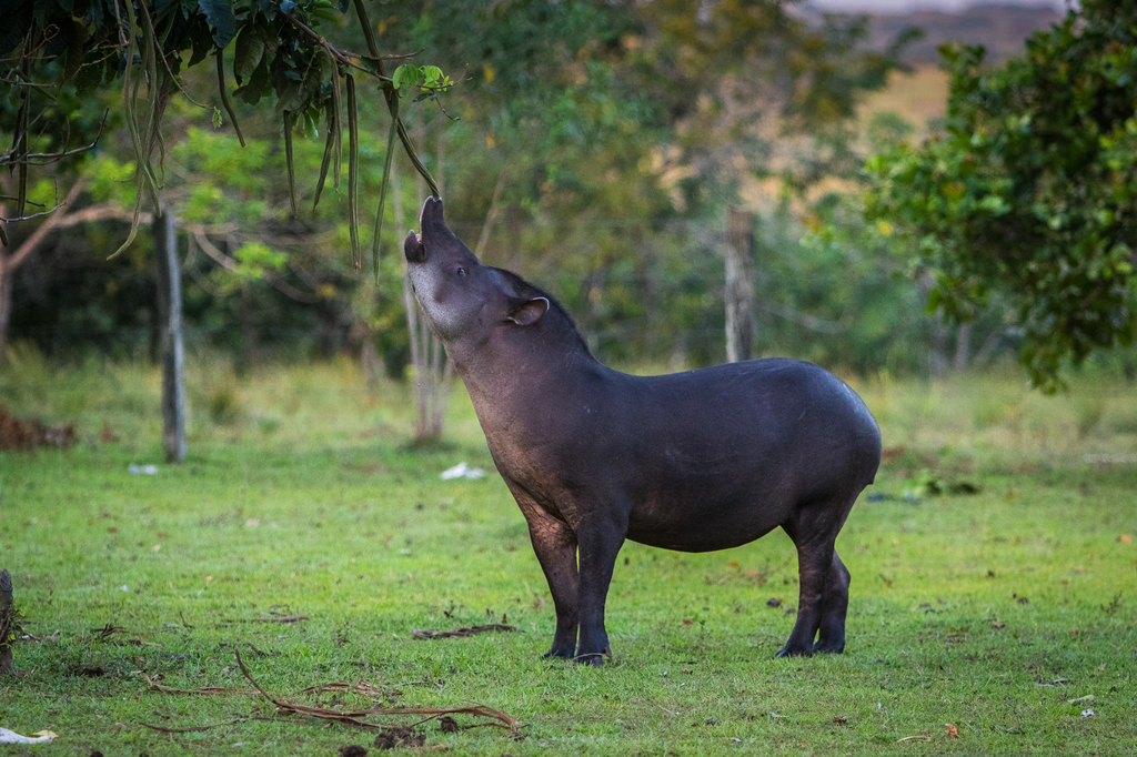 Lowland Tapir
