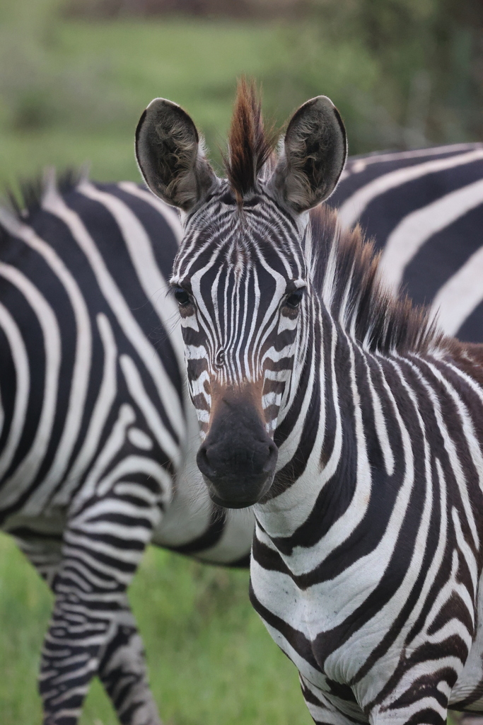Plains Zebra