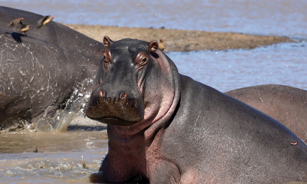 Common Hippopotamus