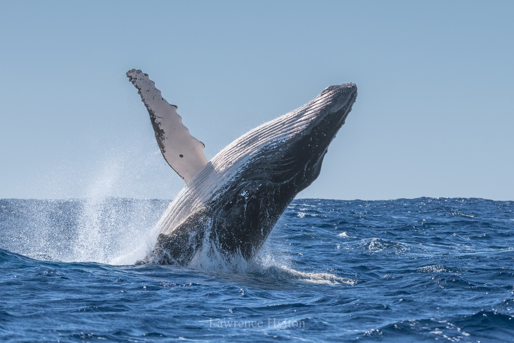 Humpback Whale
