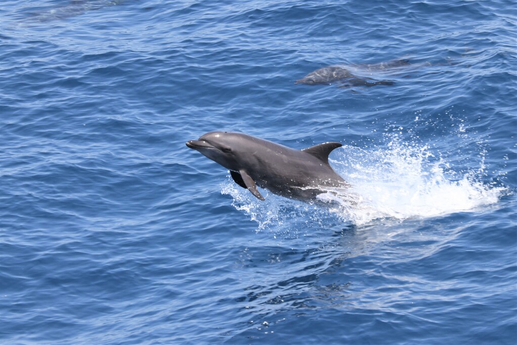 Common Bottlenose Dolphin
