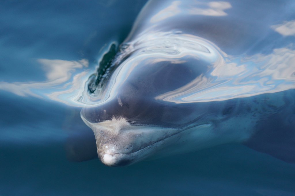 White-beaked Dolphin